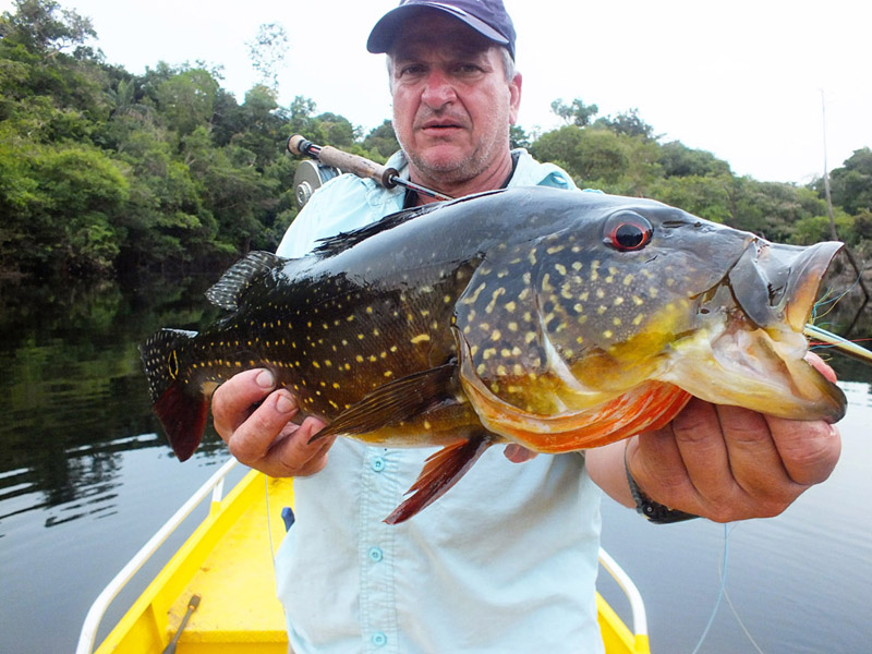 Brazil Peacock Bass