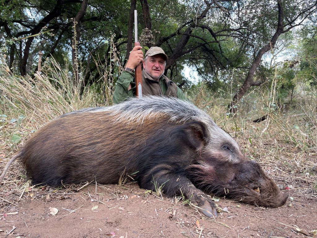 Bush Pig