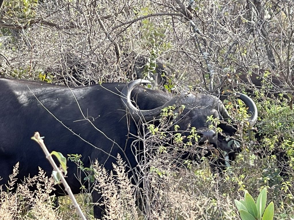 Buffalo in shrubs