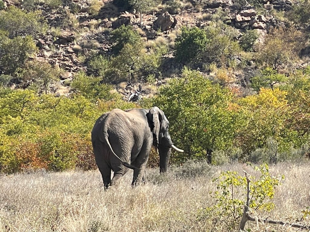 Elephant Sentinel