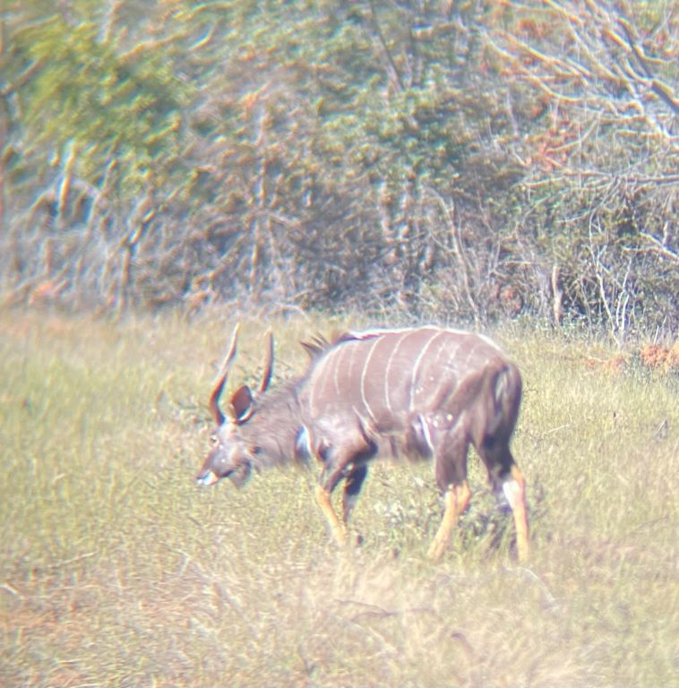 Nyala walking