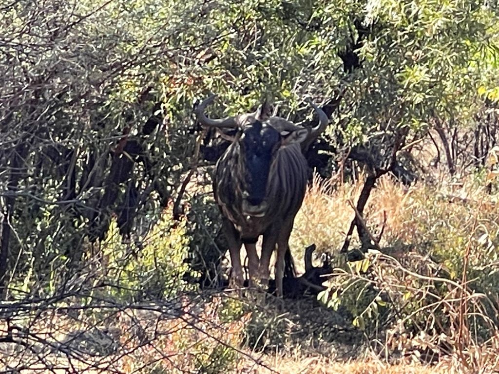 Wildebeast in bush