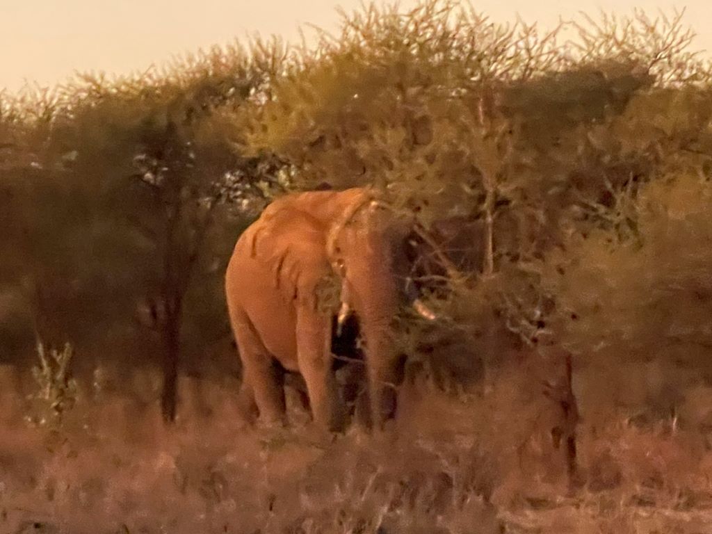 Elephant Sentinel