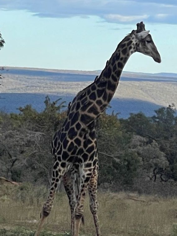 matswani giraffe