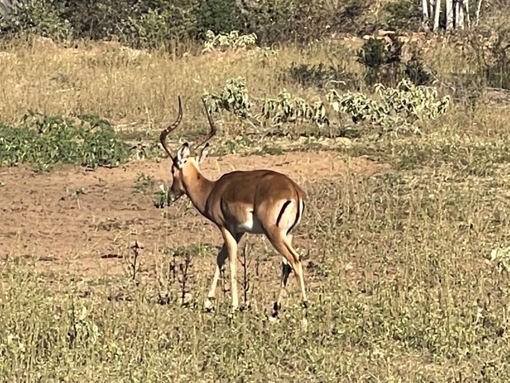 matswani impala