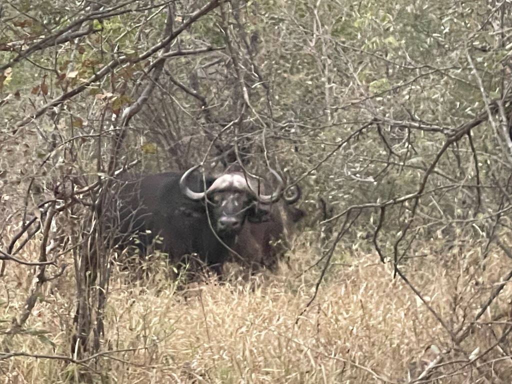 Buffalo in bush