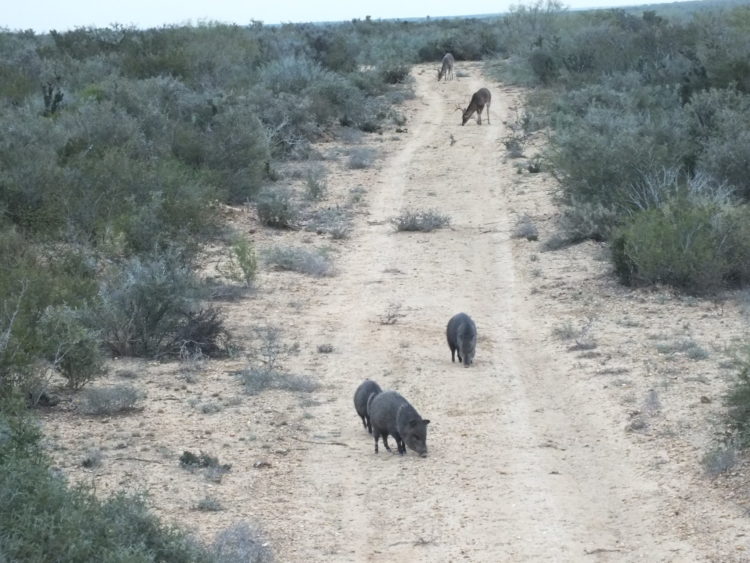 argentinehunting