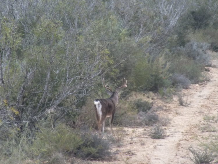 argentinehunting