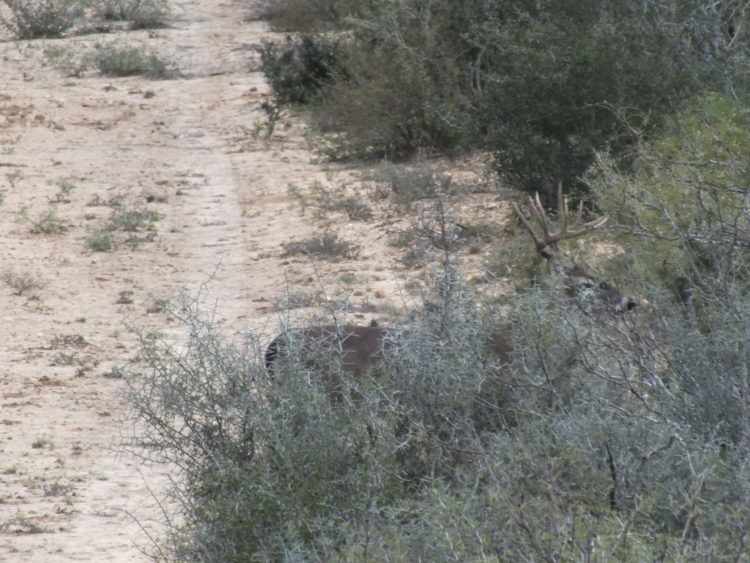 argentinehunting