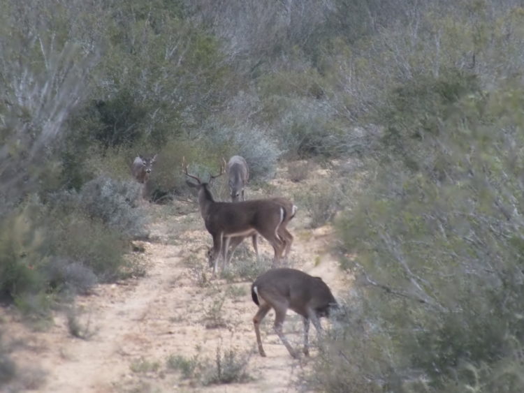 argentinehunting