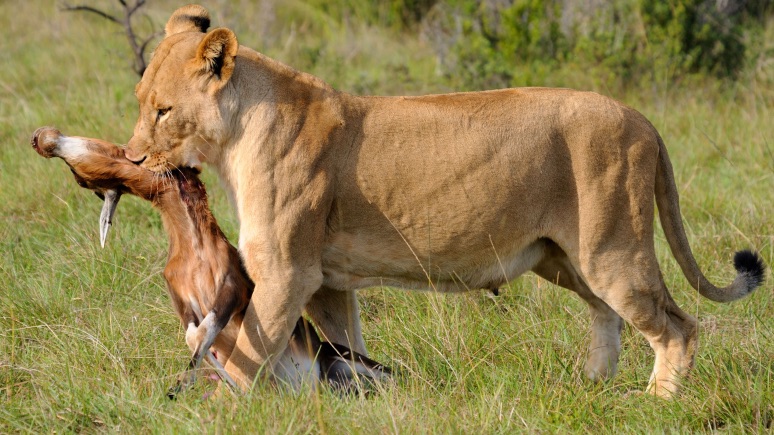 argentinehunting