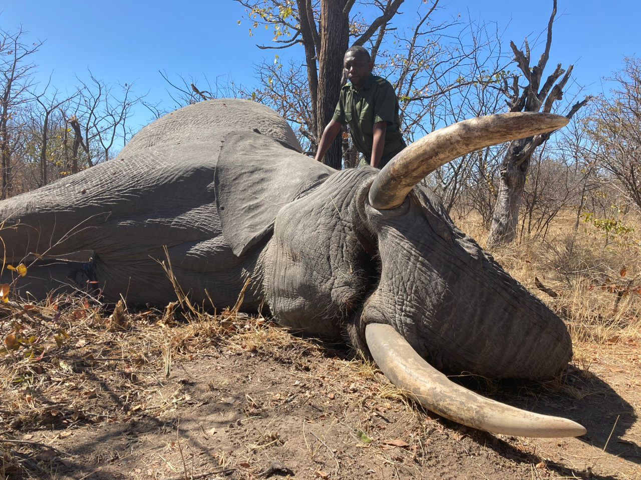 argentinehunting